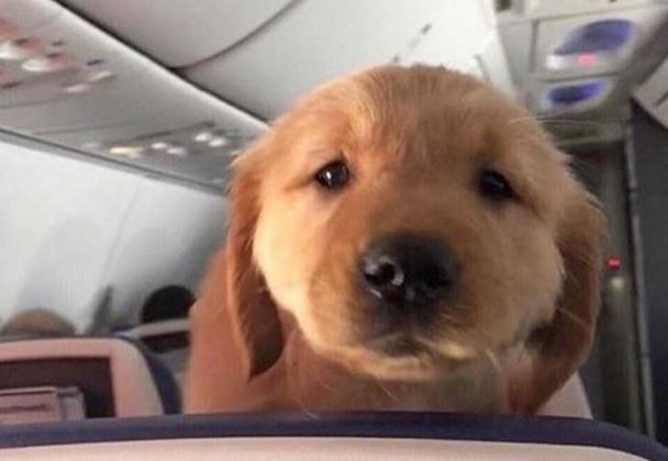 unique aviation dog names