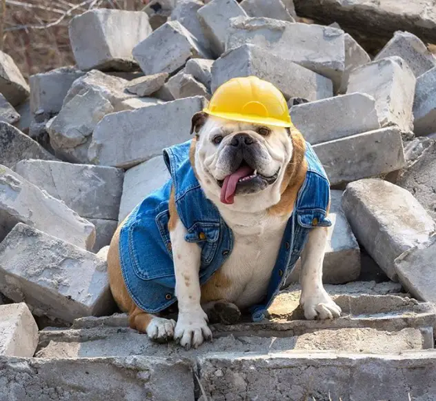 14 Photos Proving That Bulldogs are in the Spotlight - The Paws