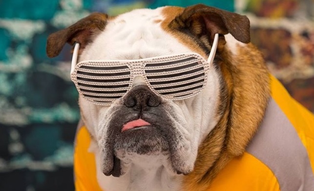 14 Photos Proving That Bulldogs are in the Spotlight | The Paws