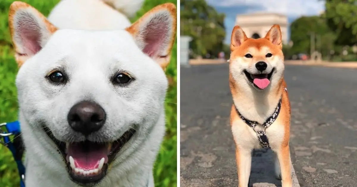 14 Best Nutrition Tips For Your Shiba Inu - The Paws