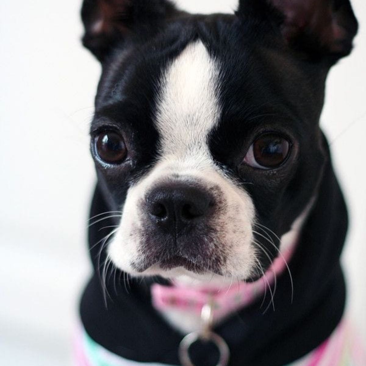15 Things Only Boston Terrier Owners Would Understand - The Paws