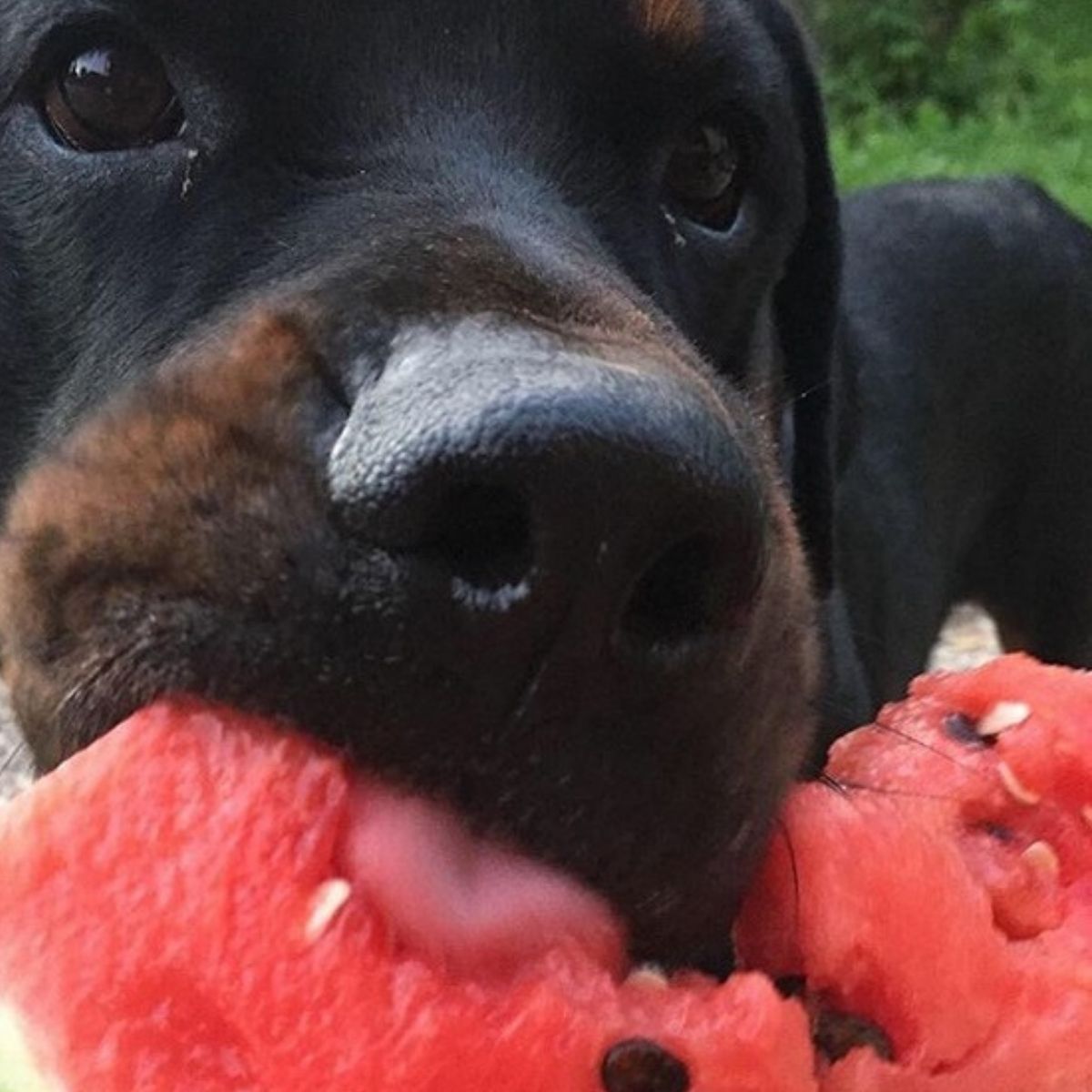 can pekingese eat watermelon