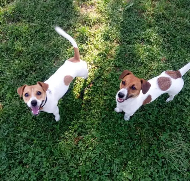 10 Questions to Ask When Phoning a Jack Russell Breeder | The Paws