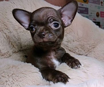 Top 500 Best Female Chihuahua Dog Names - The Ultimate List - The Paws