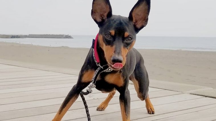 110+ Best Miniature Pinscher Dog Names – The Paws