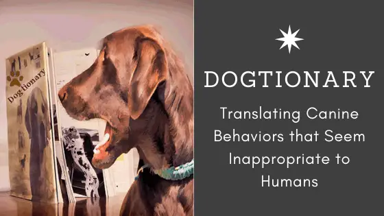 Dogtionary: Translating Canine Behaviors that Seem Inappropriate to ...