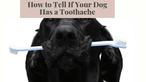 How to Tell If Your Dog Has a Toothache - The Paws