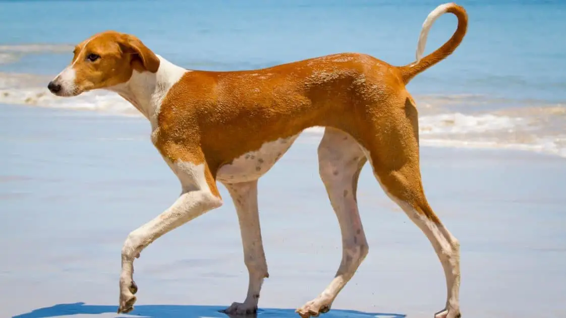 10 Rarest Dog Breeds in the World The Paws