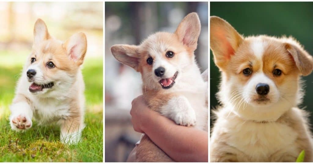 12 Corgi Pups Who'll Surely Melt Your Heart | The Paws