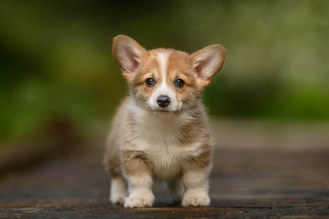 12 Corgi Pups Who'll Surely Melt Your Heart - The Paws
