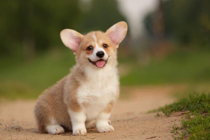 12 Corgi Pups Who'll Surely Melt Your Heart - The Paws