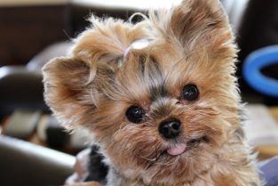 Teacup Yorkies - Everything You Need To Know - The Paws