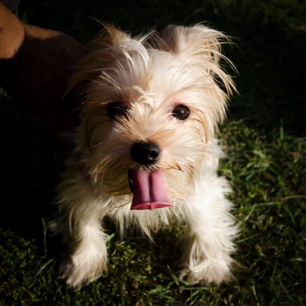 Teacup Yorkies - Everything You Need To Know - The Paws