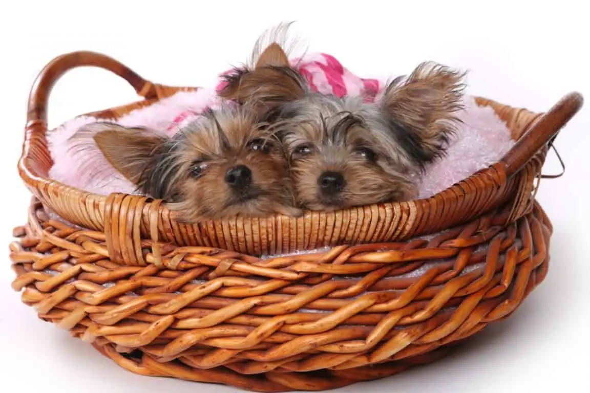 Teacup Yorkies - Everything You Need To Know - The Paws