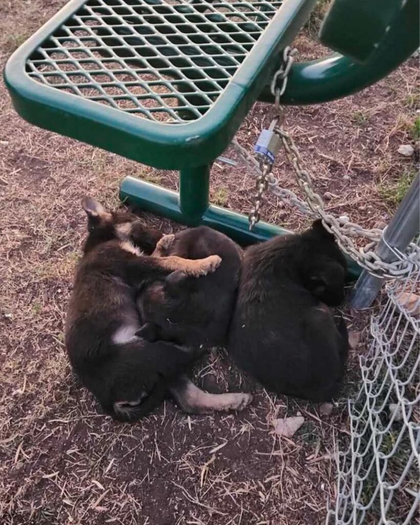 3 Shepherd Puppies Abandoned in Freezing Cold, Huddle Together to Survive