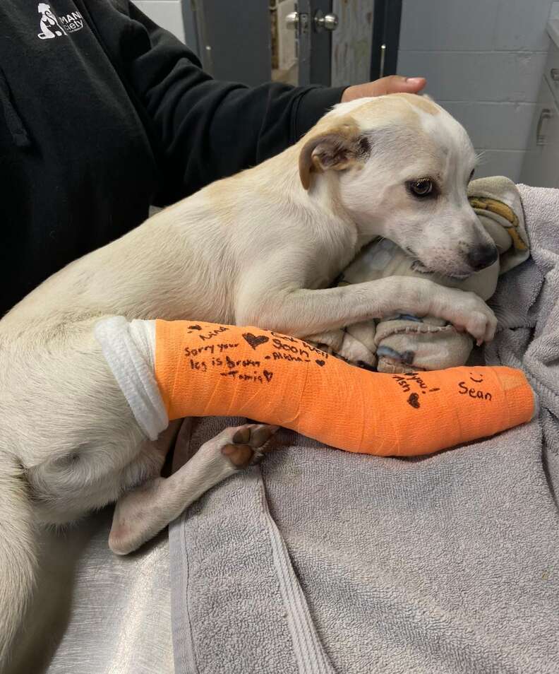 dog with a cast