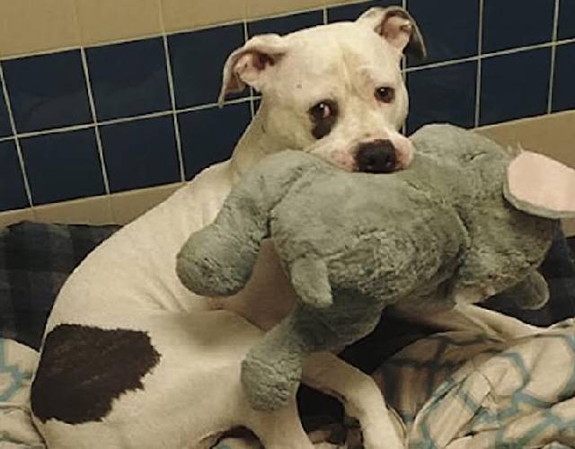 Smokey with his stuffed elephant