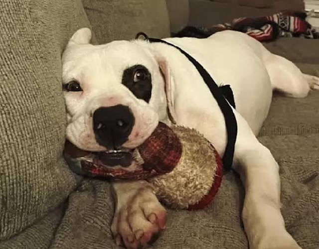 Smokey holding his elephant for comfort